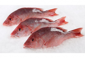 Red Snapper Fish