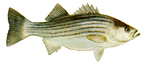 Striped bass fish